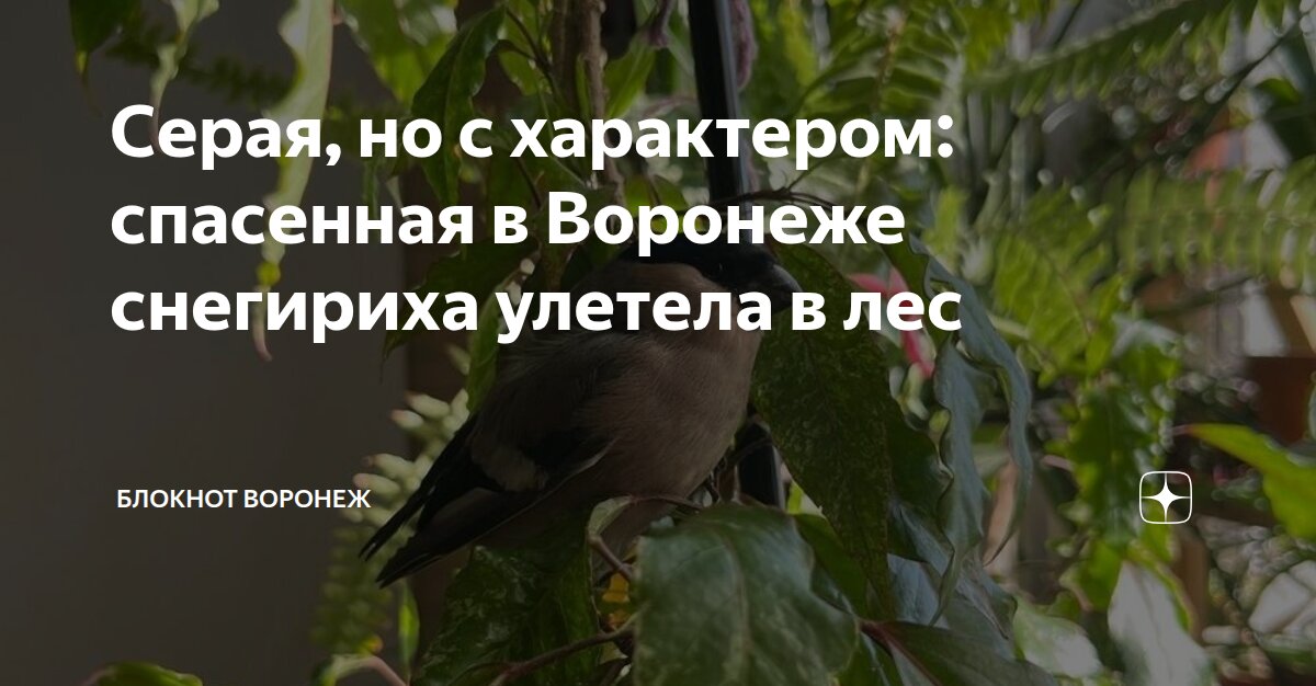 Серая, но с характером: спасенная в Воронеже снегириха улетела в лес ...