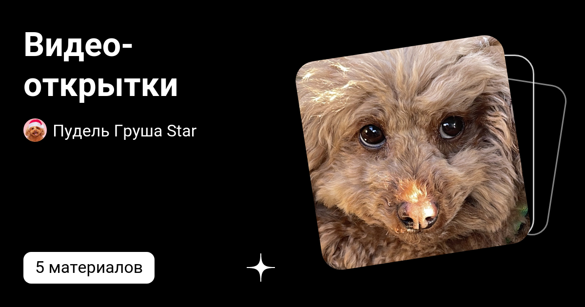 Видео-открытки | Пудель Груша Star | Дзен