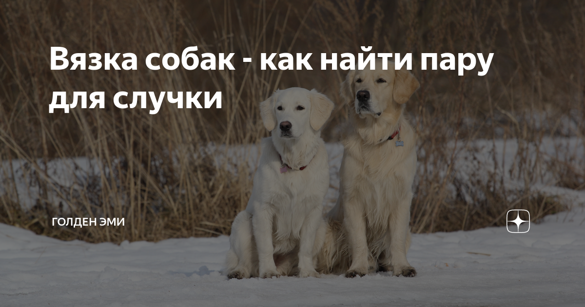 Вязка собак - как найти пару для случки | Собакологика. Записки ...