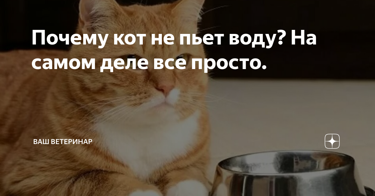 Вода для кота: норма в сутки и почему кошка не пьет воду- Purina ONE®