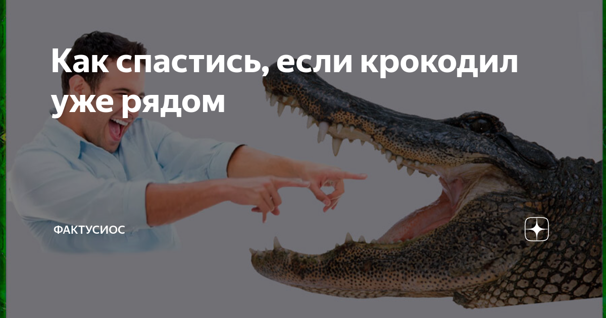 К чему снится крокодил по соннику: толкование снов про крокодила