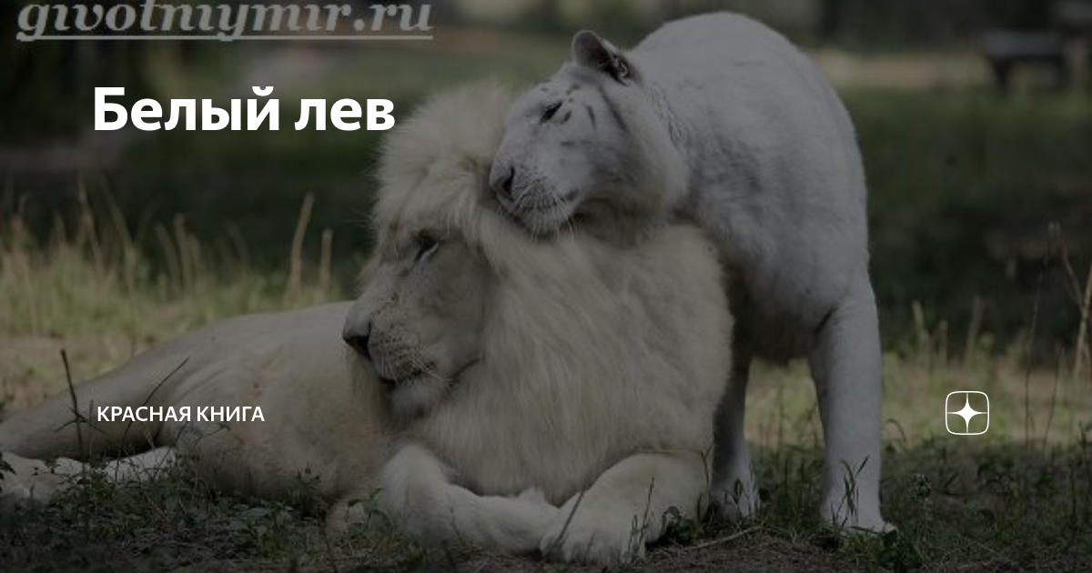 Белый лев надеждинский район. Белый Лев Курск. Легенда о белом Льве. Любовь белых Львов.