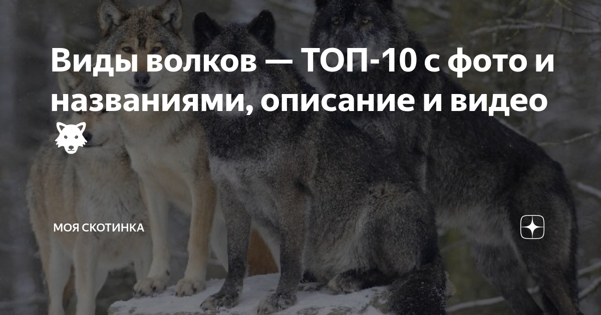 Породы волков с фотографиями и названиями Wolfdog Content Chart Wolf dog, Northern inuit dog, Wolf hybrid