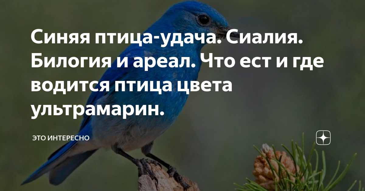 Песня птица цвета ультрамарин. Мы охотники за удачей птицей цвета ультрамарин. Птица цвета ультрамарин текст и её названия. Мы охотники за удачей птицей цвета ультрамарин текст. Слова песни птица цвета ультрамарин.