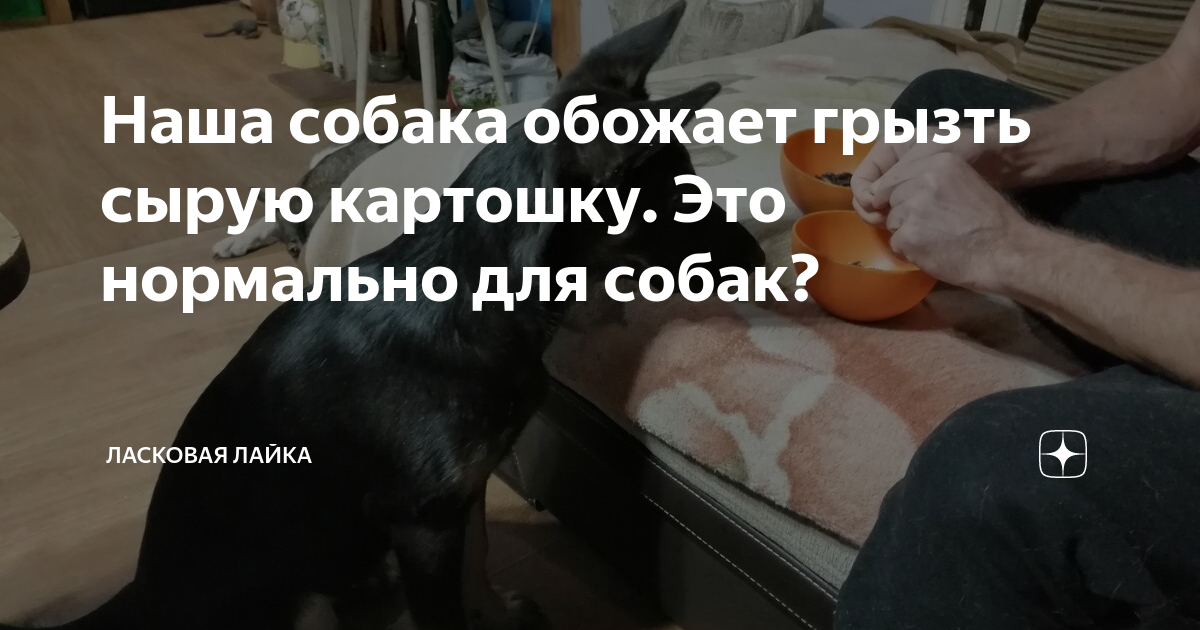 Можно ли собакам варёную картошку?