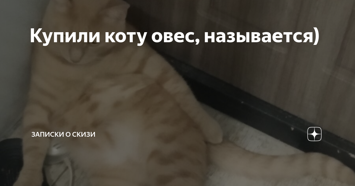 Кот Скизи. Скизи Мазанкин кот. Скизи Мазанкин дзен кот. Скизи Записки кот будь здоров.