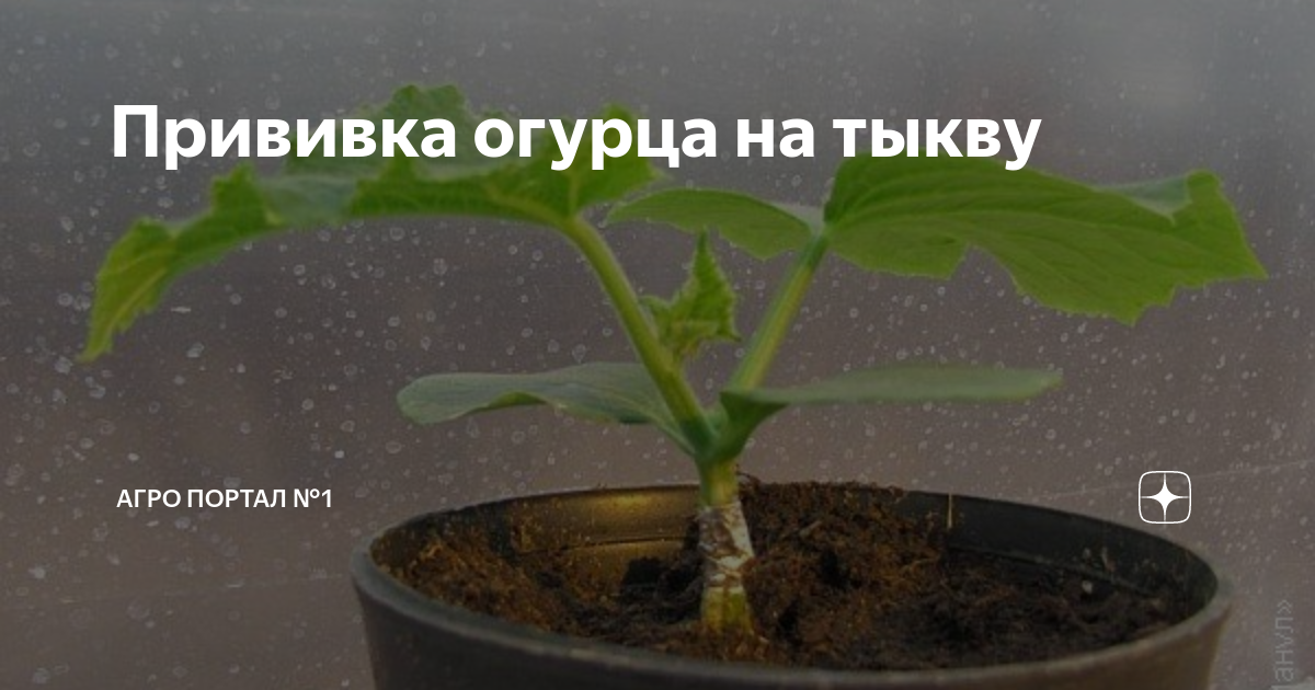 Как арбуз привить на тыкву схема