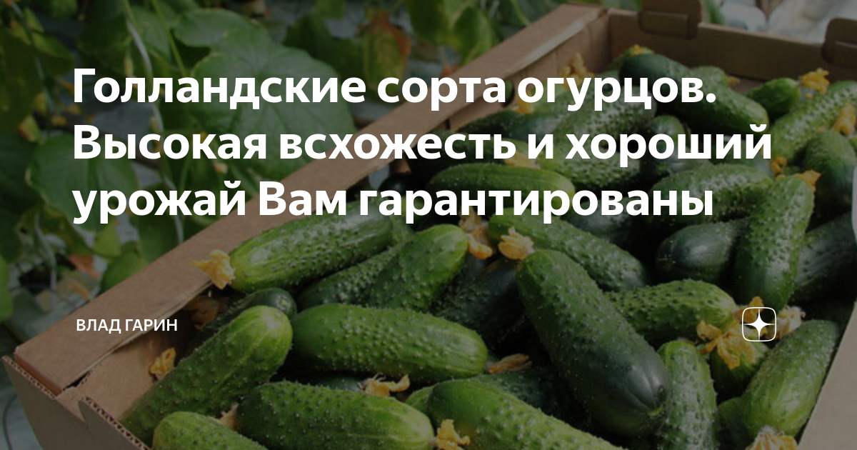 Голландские сорта огурцов. Высокая всхожесть и хороший урожай Вамгарантированы