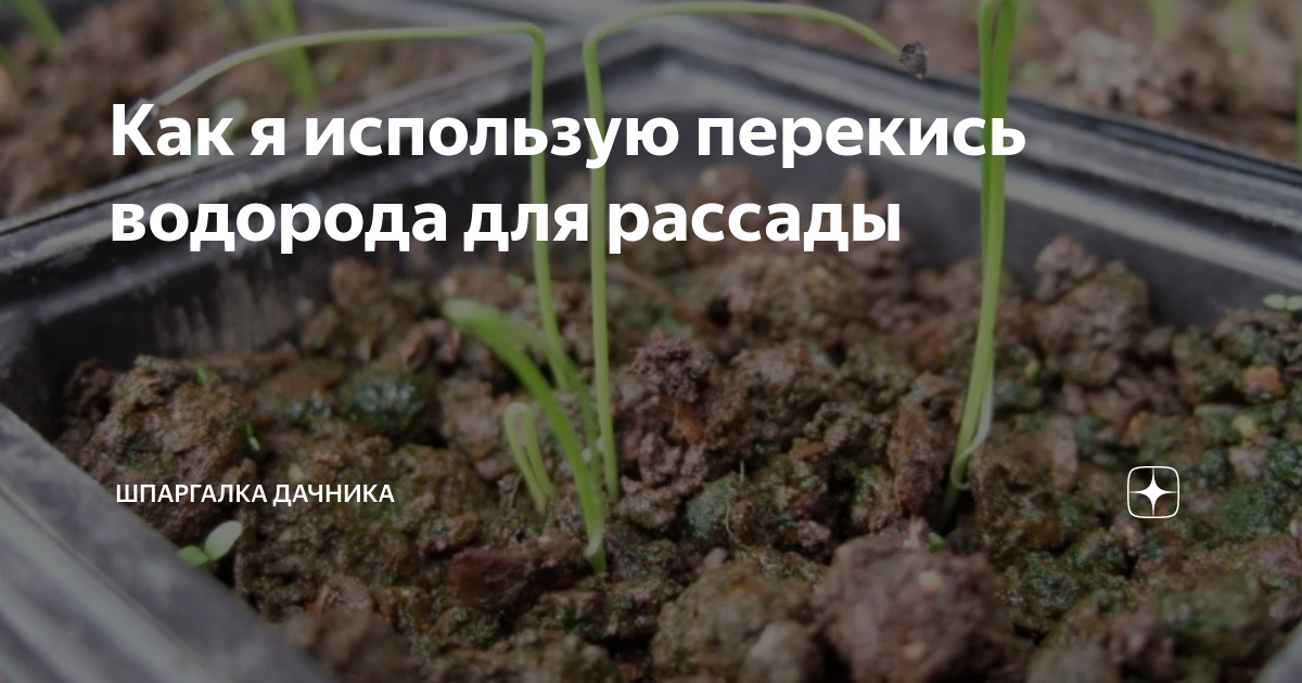 Как я использую перекись водорода для рассады | Шпаргалка дачника | Дзен