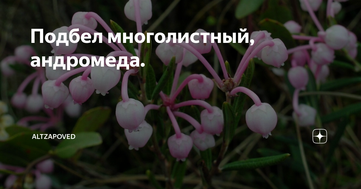 Подбел многолистный, андромеда. | Altzapoved | Дзен