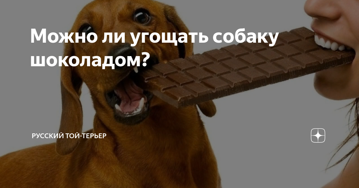 Можно ли давать собакам шоколад. Шоколад для собак. Собакам можно шоколад. Шоколад и собаки несовместимы. Собаку кормить шоколадом