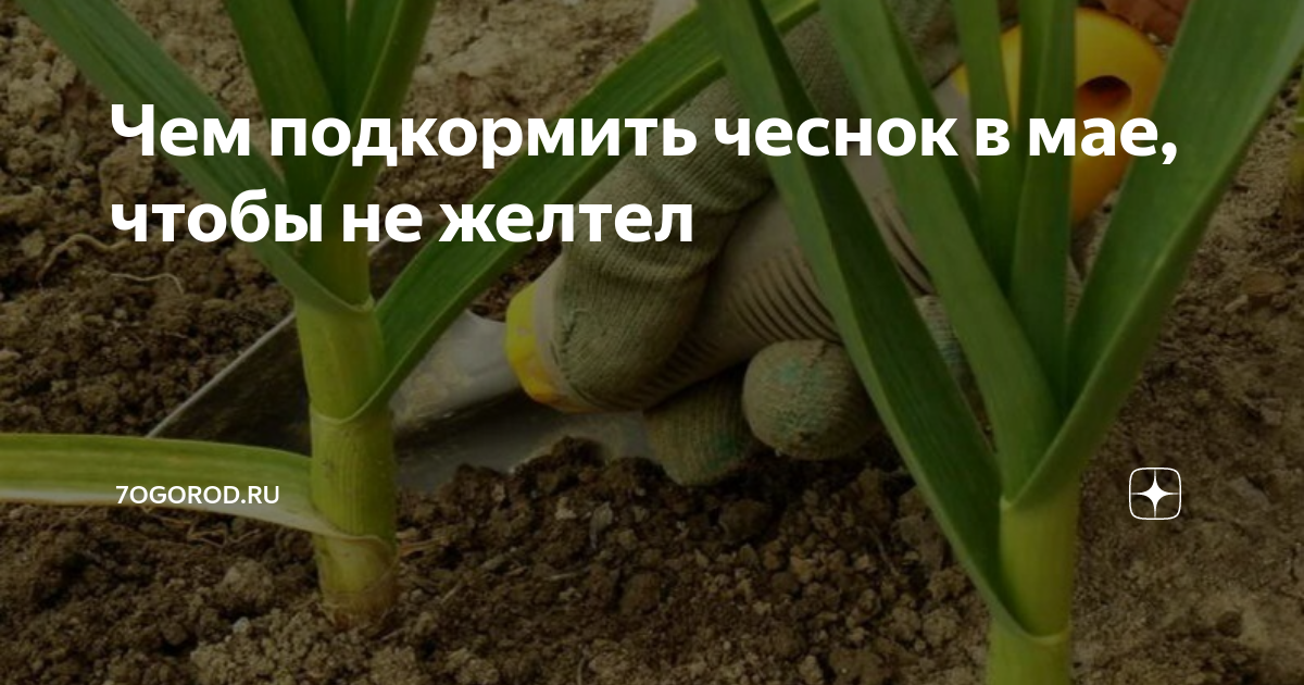 Чем подкормить чеснок в мае месяце. Чем подкормить чеснок в мае. Чтобы чеснок не желтел. Желтеет чеснок весной чем полить и подкормить. Желтеет чеснок чем подкормить