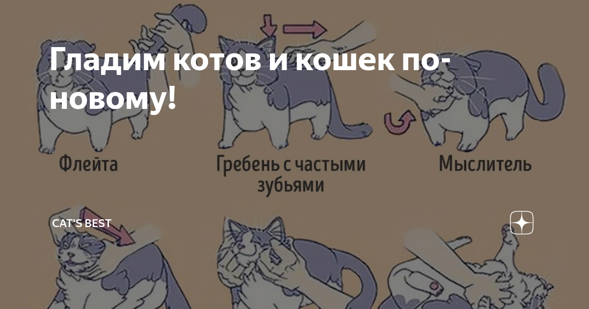 Погладить кота можно. Схема глажки кота. Как гладить кота. Как правильно гладить кошку. Где погладить котика.