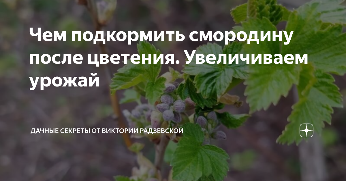 Пионы удобрение для пышного цветения. Чем подкормить после цветения. Подкормка смородины схема. Чем подкормить после цветения. Таблица внесения удобрений для роз.