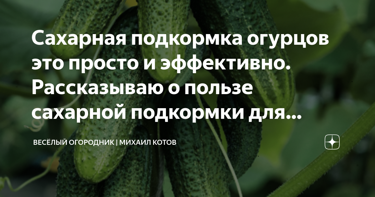 сахар для домашних цветов. подкормка столовой свеклы. нутривант 25 кг. подкормка свеклы. Nutrivant plus sugar beet.