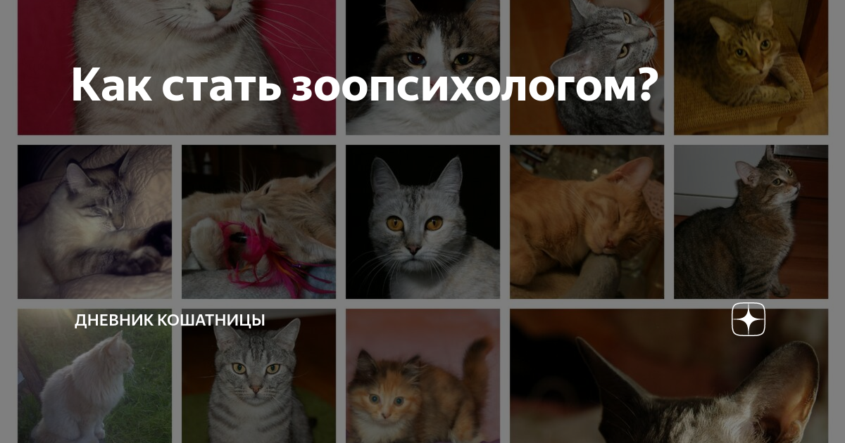 zen.yandex.ru