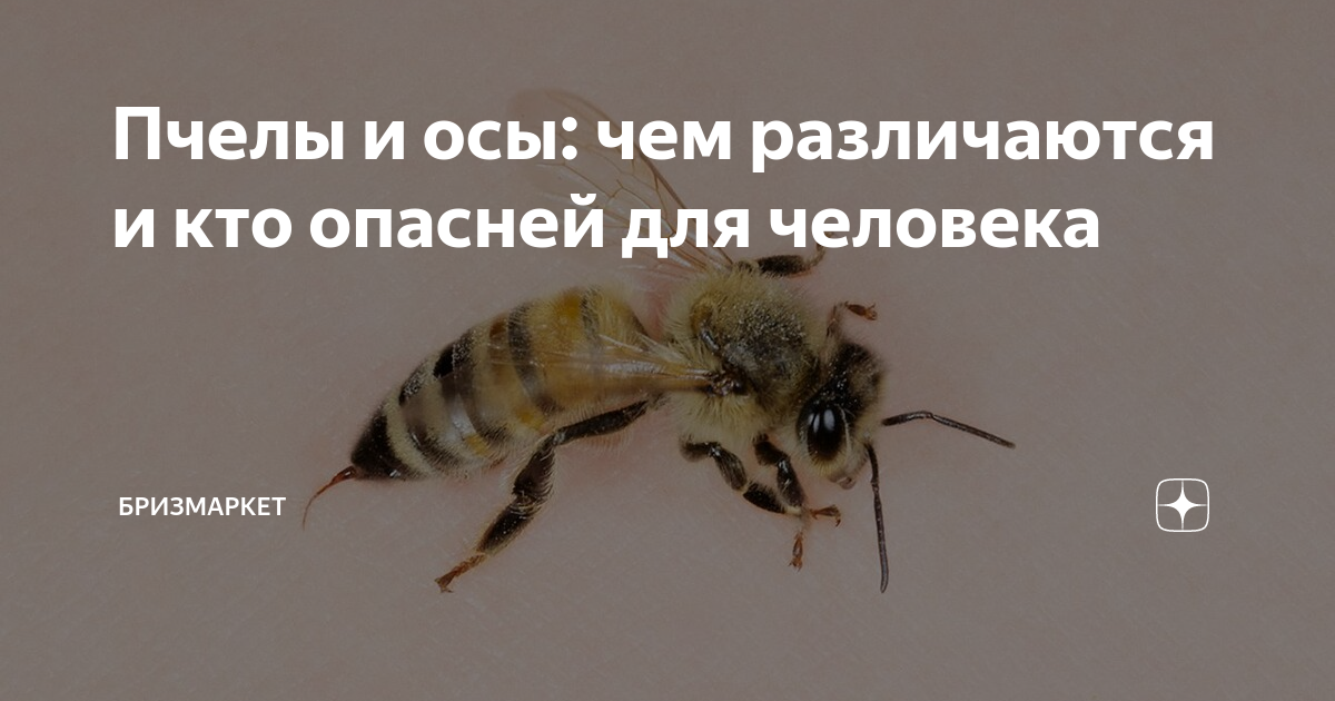 Пчелы и осы: чем различаются и кто опасней для человека | Бризмаркет.ру ...