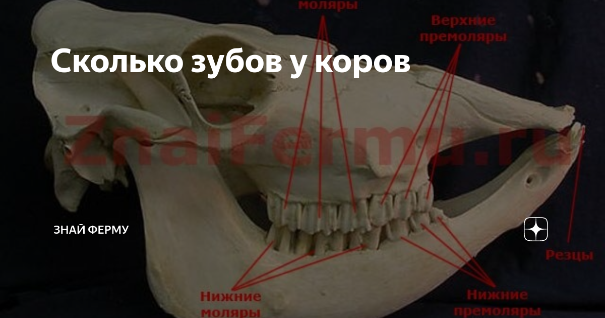 Какого цвета здоровые зубы, и стоит ли их отбеливать