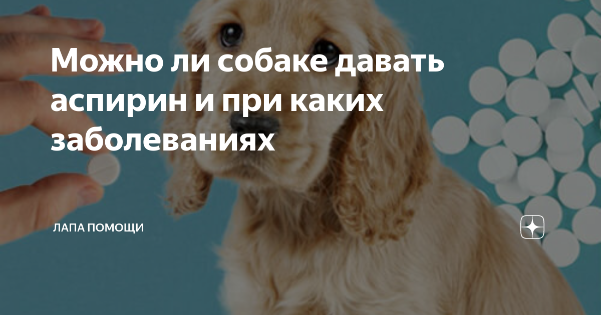 Можно ли давать собаке аспирин. Можно ли давать собаке аспирин