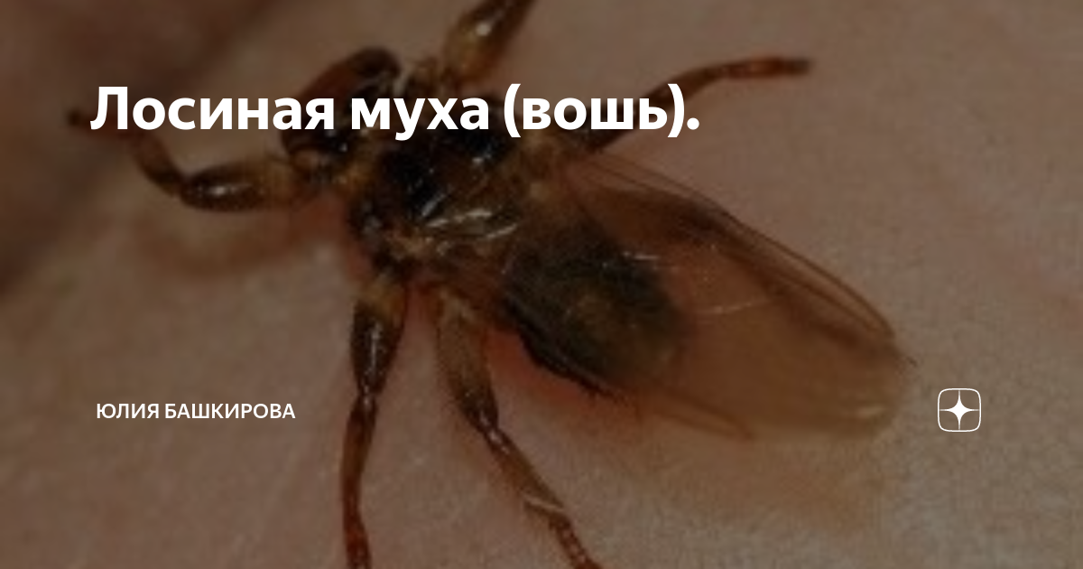 Как защититься от лосиных вшей. Лосиная Муха