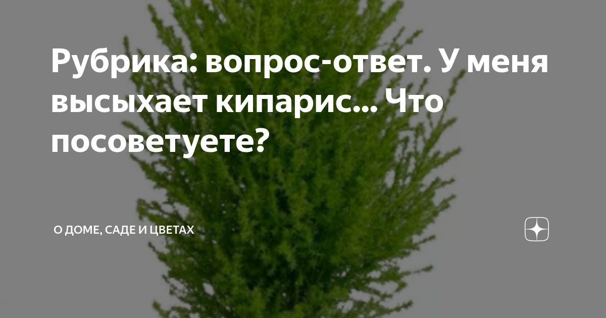 Болезни и вредители комнатного кипариса: почему сохнет? Что делать при других проблемах?