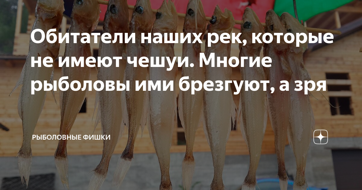 Обитатели наших рек, которые не имеют чешуи. Многие рыболовы ими ...