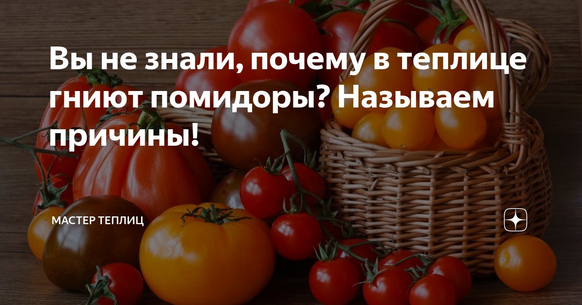 Почему гниют помидоры у плодоножки в теплице: причины и способы предотвращения