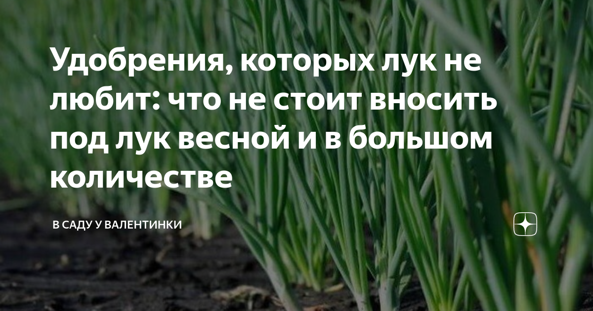 Удобрения, которых лук не любит: что не стоит вносить под лук весной и ...