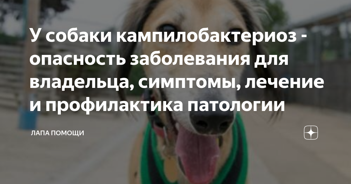 Кампилобактериоз у собак лечение