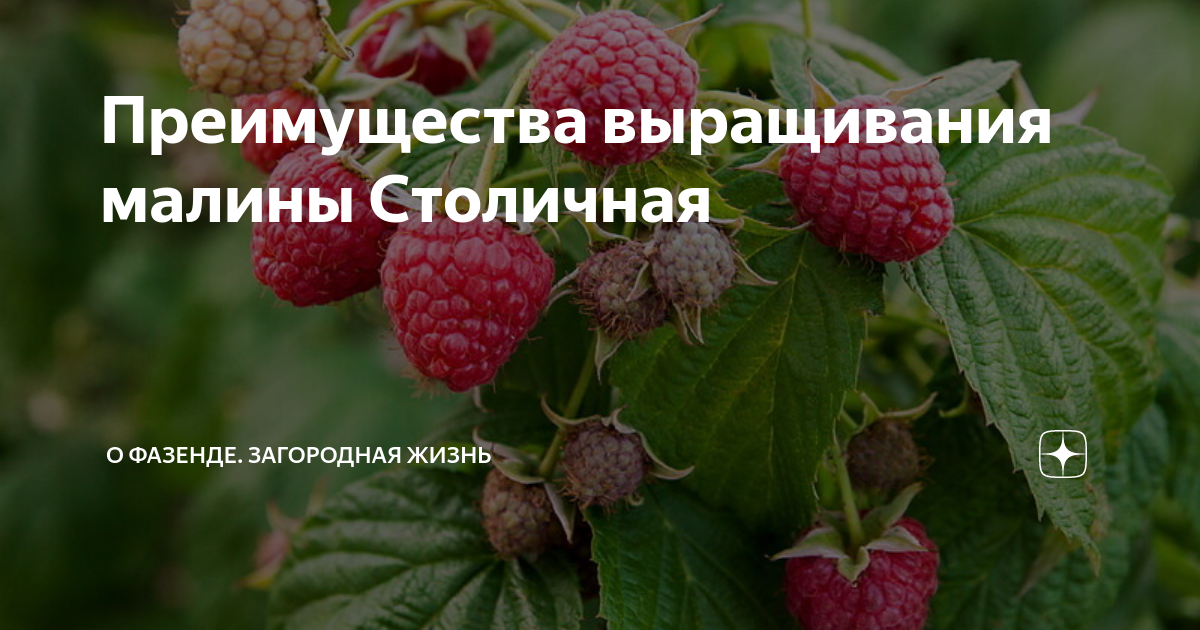Малина Столичная описание и характеристики сорта, фото, отзывы - FermaLive.ru