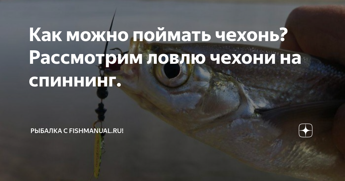 Как можно поймать чехонь? Рассмотрим ловлю чехони на спиннинг ...