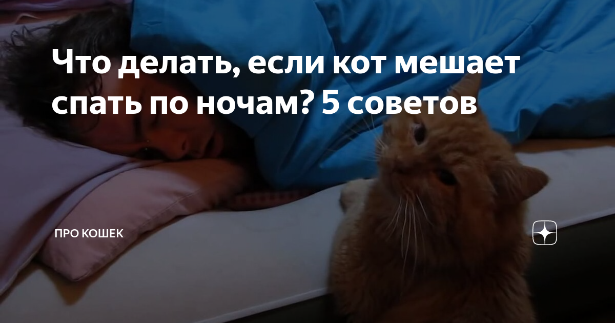 Что делать если мешают спать. Кот будит по ночам. Кошка мешает спать. Кошка ночью не дает спать. Кошка мешает спать ночью