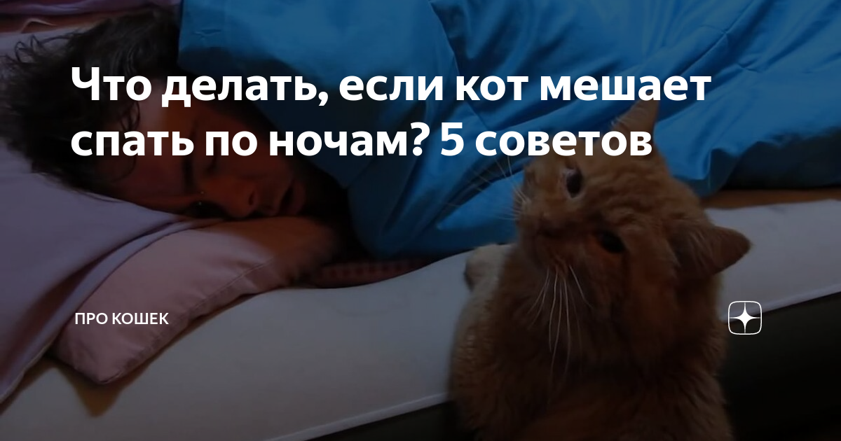 Кот будит по ночам. Мешал спать ночью кот. Кот мешает. Кошка ночью не дает спать.