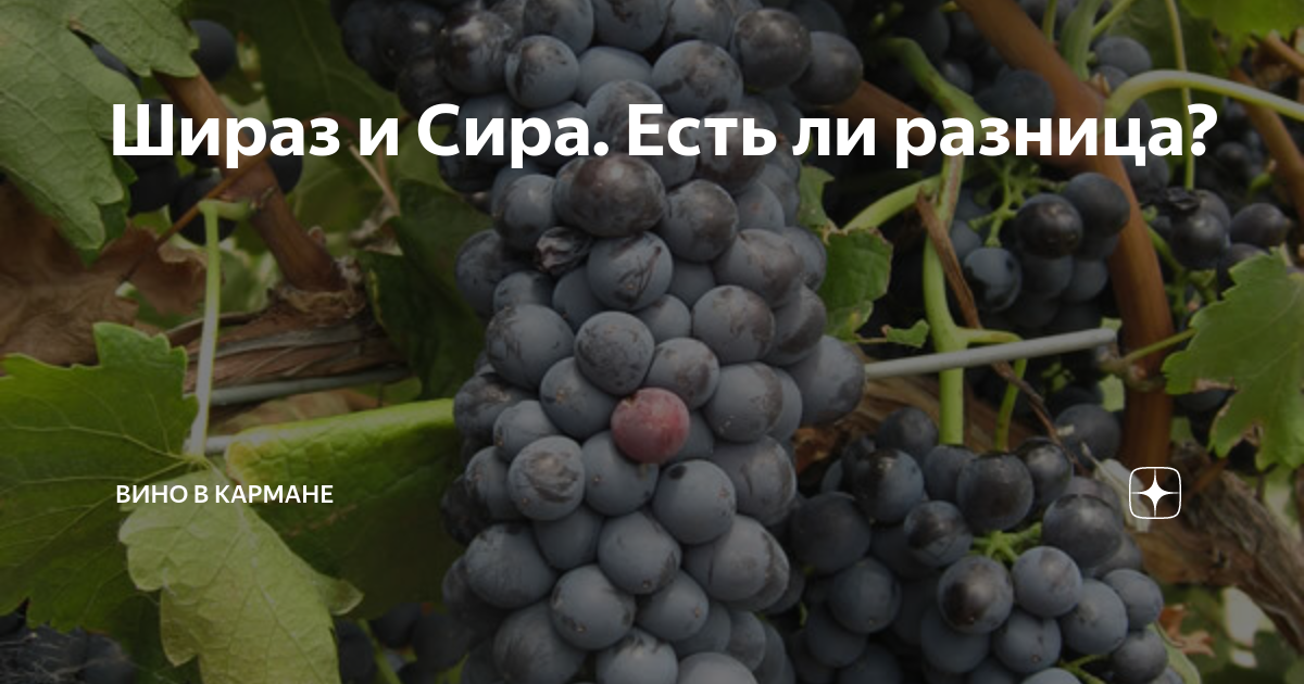 Сира регион. Сорт винограда Шираз вино. Уайльд инстинкт Шираз сорт винограда. Сира Шираз. Виноград Сира и Мальбек.