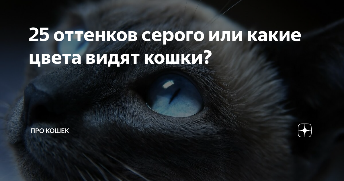 25 оттенков серого: почему кошки лучше видят ночью, чем мы