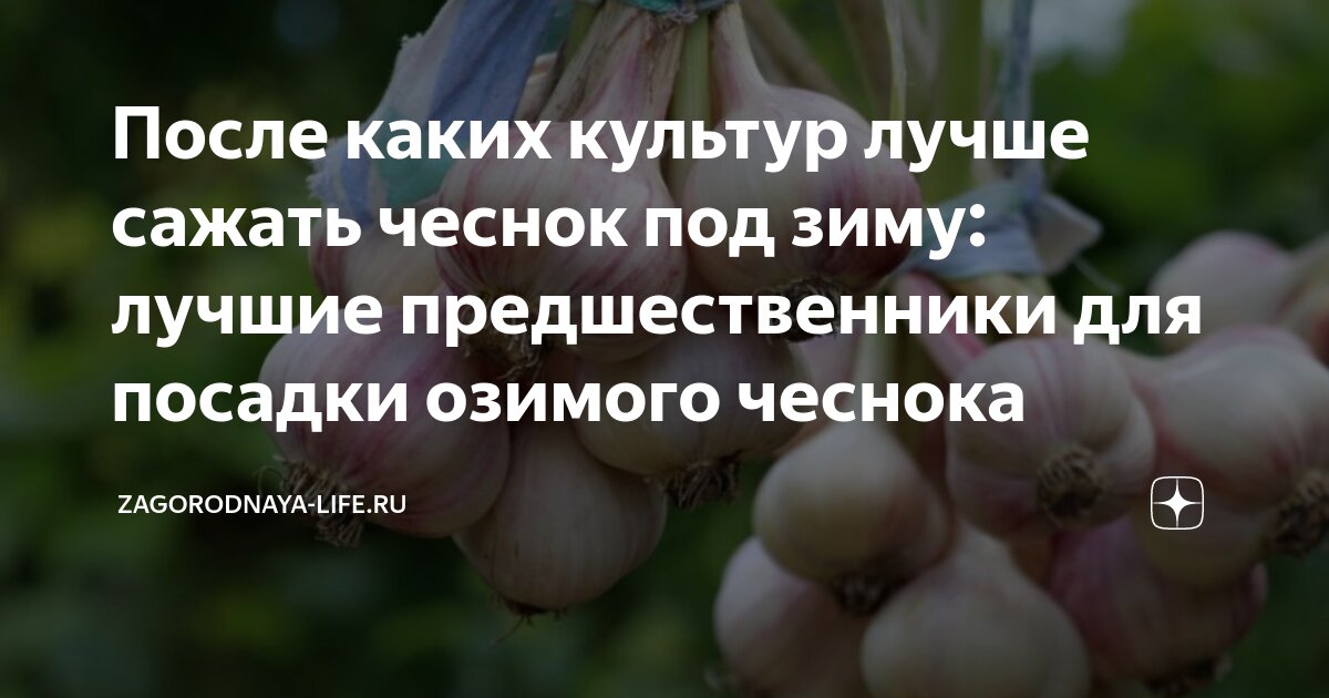 Сибирский сад Оксаны Артеменко. Прореживание гроздей винограда. Огородные шпаргалки. Агроприем.