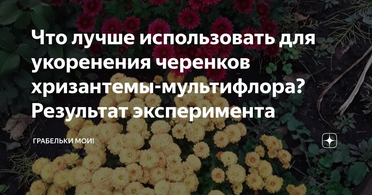 Хризантема мультифлора как правильно черенковать на зиму. Черенки хризантемы мультифлора. Хризантема мультифлора схема посадки. Черенкование хризантемы мультифлора. Кислотность почвы для хризантемы мультифлора