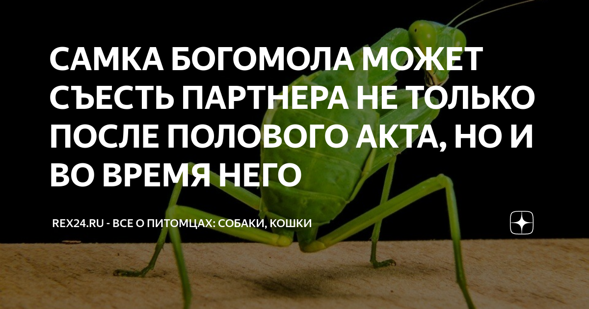 Насекомое убивающее партнера после спаривания. Самка богомола. Богомол поедает партнёра. Уважаю самку богомола. Самка богомола может съесть.