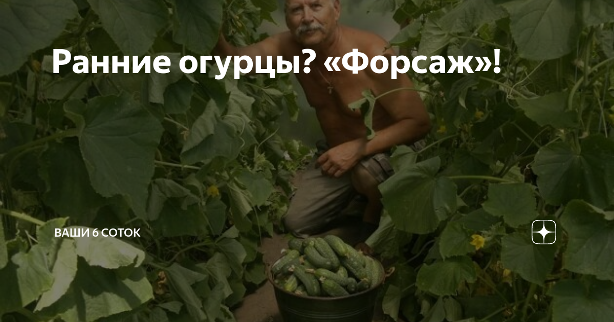 Огурец форсаж описание