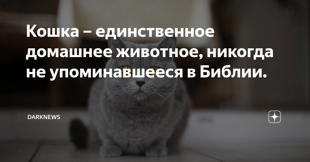 Кошка – единственное домашнее животное, которое не упоминается в Библии.