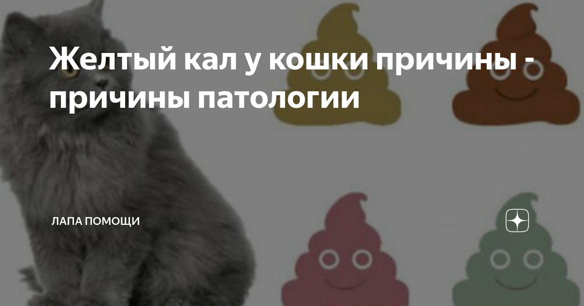 Слизь в стуле у котенка