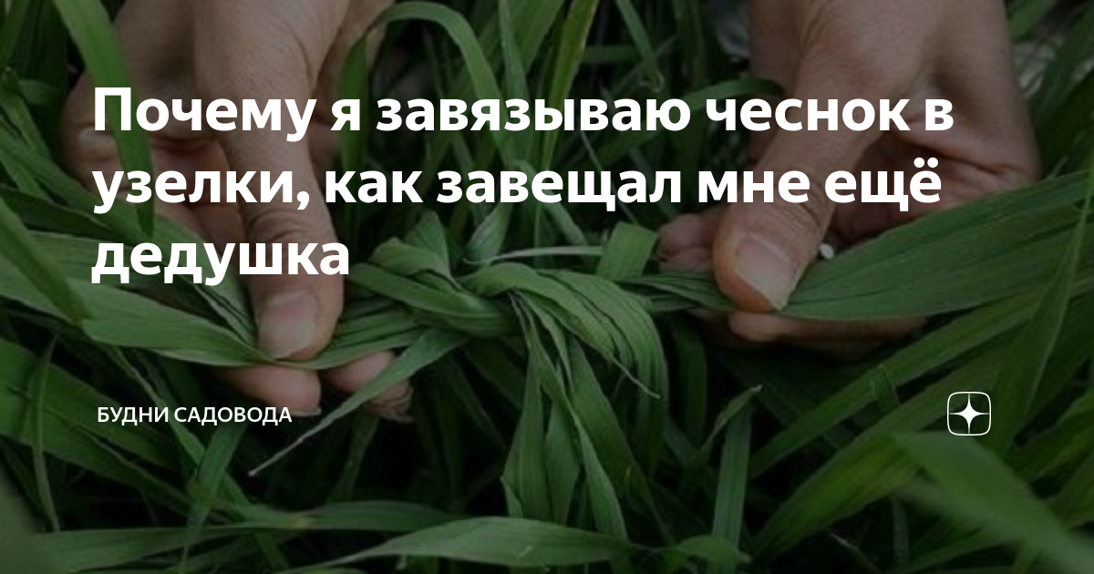 Завязывание чеснока в узел. Садовый листовой чеснок. Зачем завязывают чеснок в узел на грядке. Зачем завязывают чеснок. Перья чеснока.