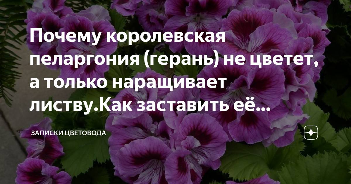 Почему не цветет герань дома. Почему не цветет Королевская герань. Почему не цветет Королевская герань а растут только листья. Почему не цветёт герань а даёт только листву.