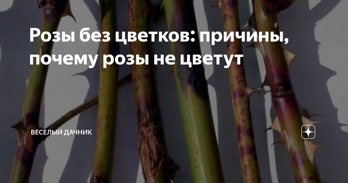 Розы без цветков: причины, почему розы не цветут | Веселый дачник | Дзен