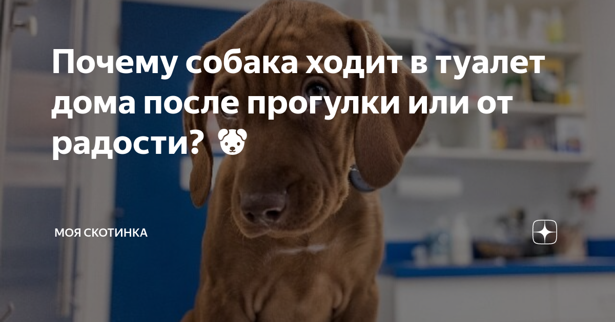 собака не может сходить в туалет