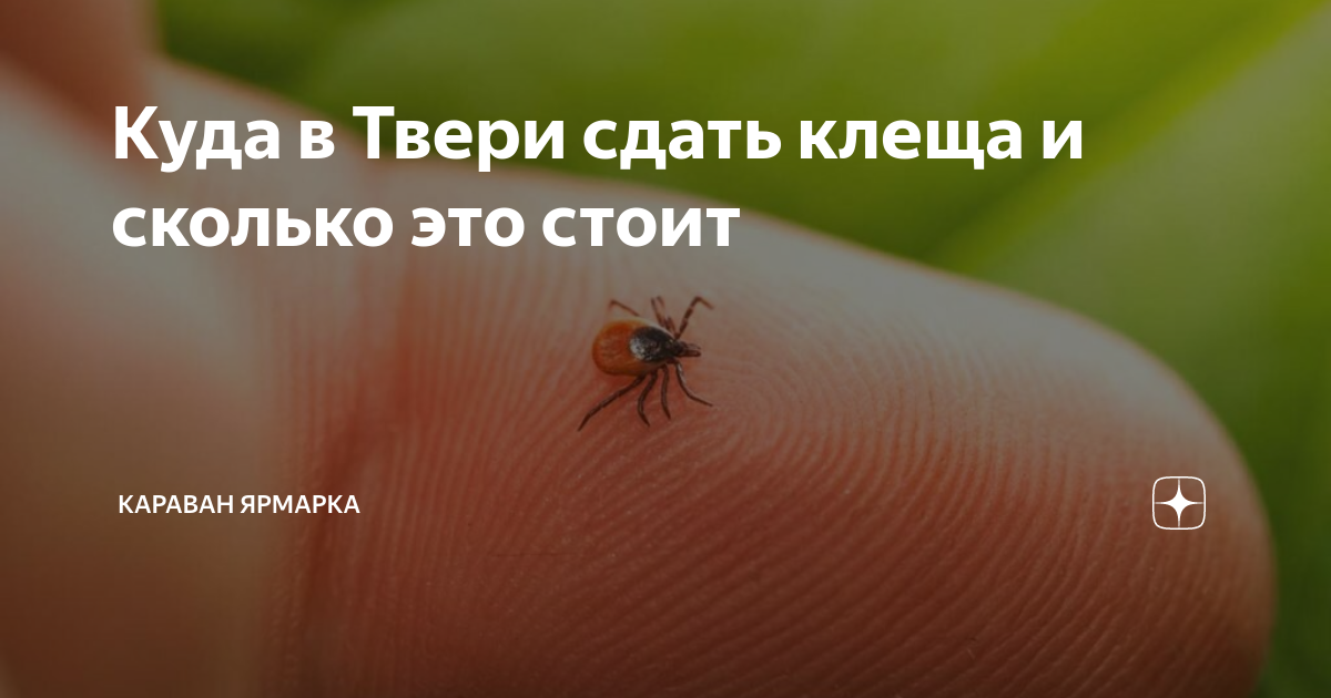Куда в Твери сдать клеща и сколько это стоит | Караван Ярмарка | Дзен