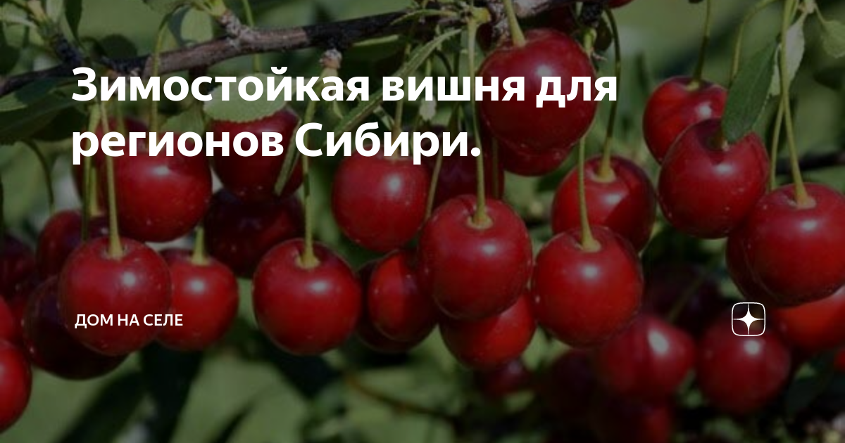 Зимостойкая вишня для регионов Сибири. | Дом на селе | Дзен
