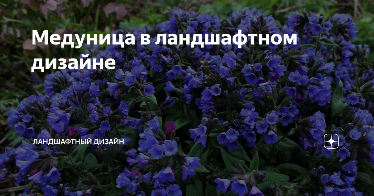 Медуница в ландшафтном дизайне