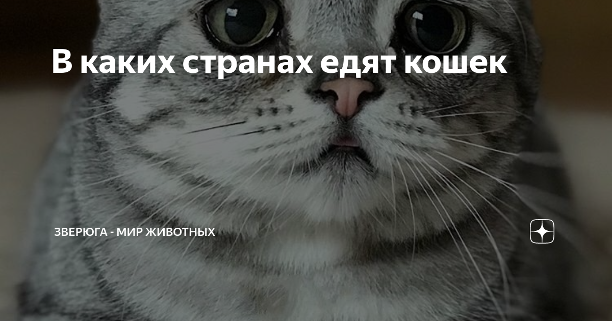 В каких странах едят кошек | ЗверЮга - мир животных | Дзен