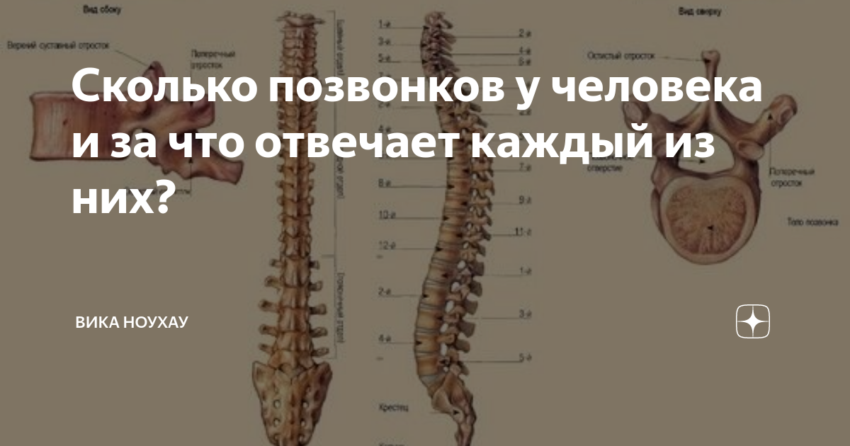 Один позвонок в шейном отделе у кого. Сколько позвоночников у человека. Crjkmrj gjdjyrjd e xtkjdtr. Сколько всего позвонков. Сколько всего позвонков у человека.